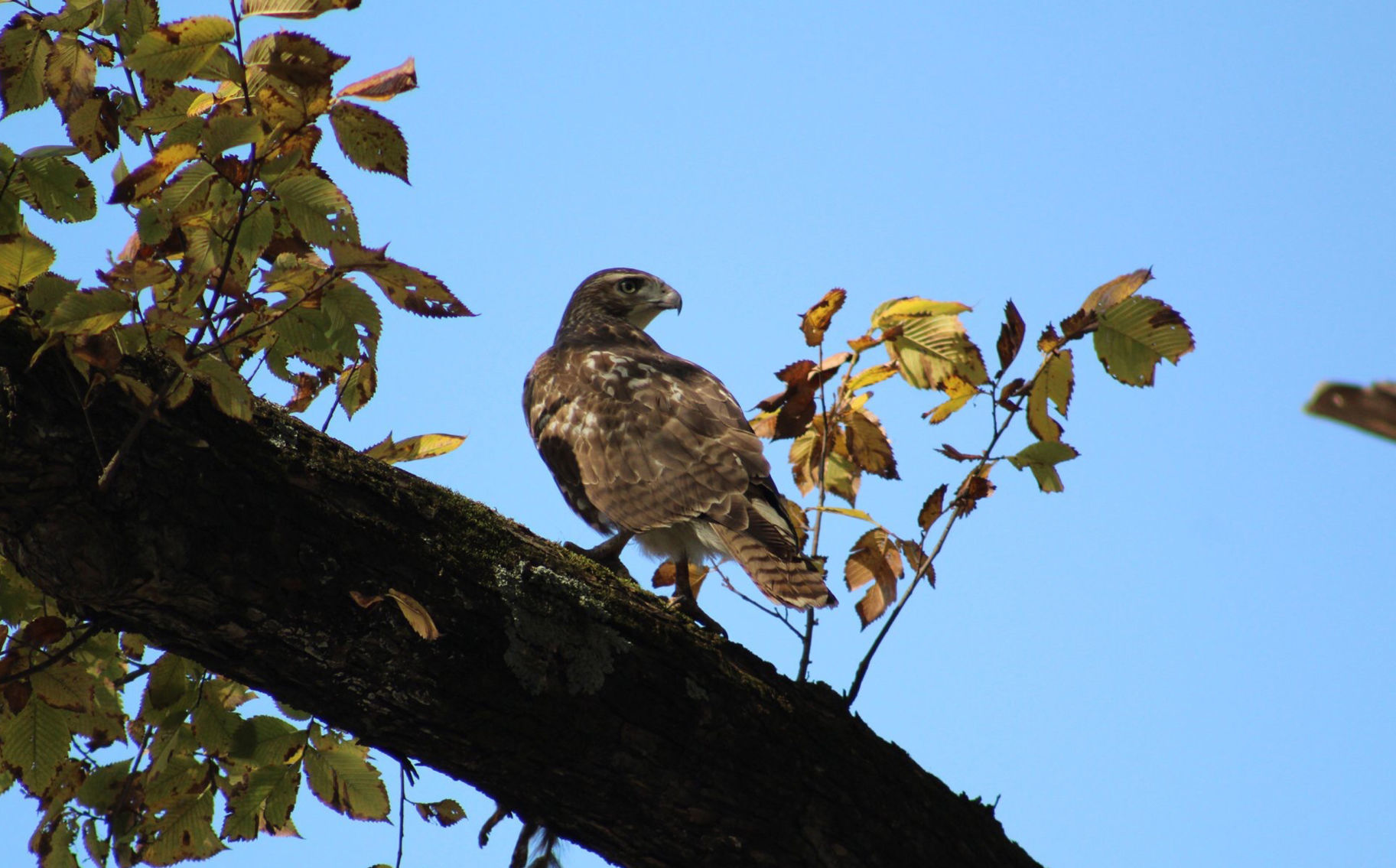 Hawk